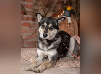 GOLDY Sanfte und wunderschöne Husky Hündin (Ukraine)