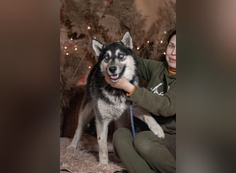 SKY Junghund mit Turbo (Ukraine)