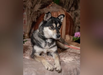 GOLDY Sanfte und wunderschöne Husky Hündin (Ukraine)