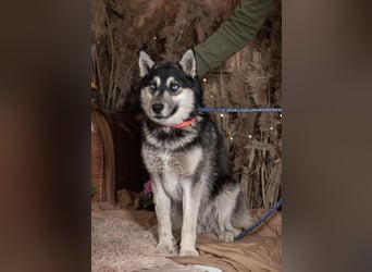 SKY Junghund mit Turbo (Ukraine)