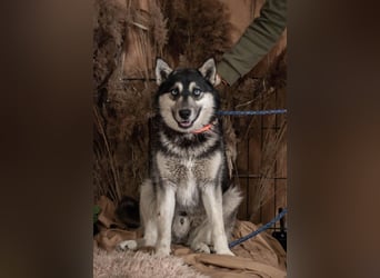 SKY Junghund mit Turbo (Ukraine)