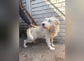 Harmat, sensibler Kerl sucht dich