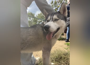 Montana, Traumhund für Huskyfans