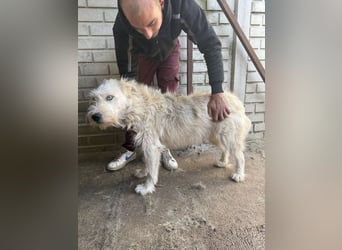 Harmat  hat so viel Liebe zu geben