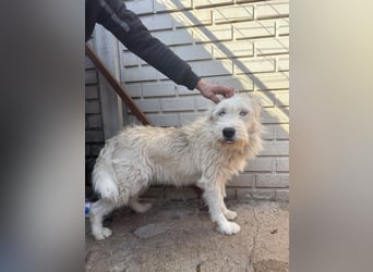 Harmat, sensibler Kerl sucht dich