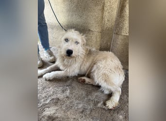 Harmat, toller Kerl sucht dich