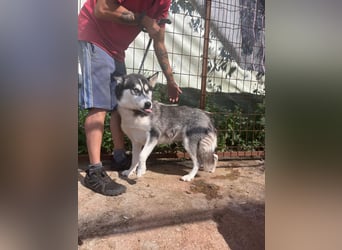 Hanna möchte einfach dazugehören