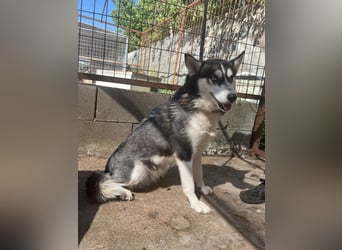 Hanna sucht ein Herz, das sie liebt