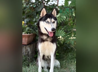 Meira der Husky-Hit