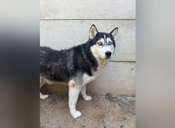 Hajnalka muss Vertrauen lernen