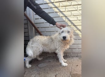 Harmat, toller Kerl sucht dich