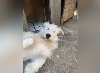 Harmat  hat so viel Liebe zu geben