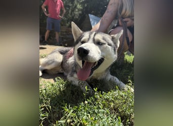 Montana, Traumhund für Huskyfans