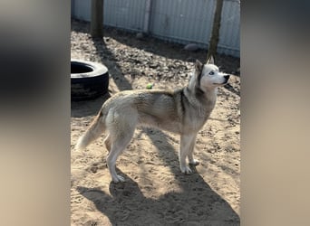 Achtung, verlieben erlaubt: Zelinde!