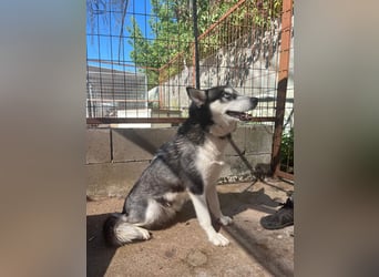 Hanna sucht ein Herz, das sie liebt