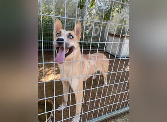 Csillag möchte einen Ruheplatz