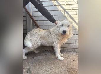 Harmat sucht ein Herz, das ihn liebt