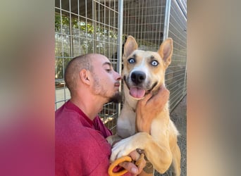 Csillag möchte einen Ruheplatz