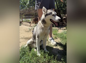 Montana - diese Schönheit sucht ein Zuhause
