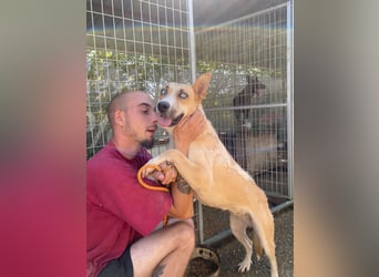 Csillag möchte einen Ruheplatz