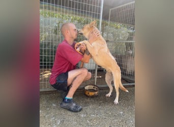 Csillag möchte einen Ruheplatz