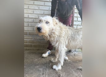 Harmat  hat so viel Liebe zu geben