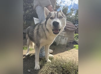Montana, Traumhund für Huskyfans