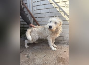 Harmat  hat so viel Liebe zu geben