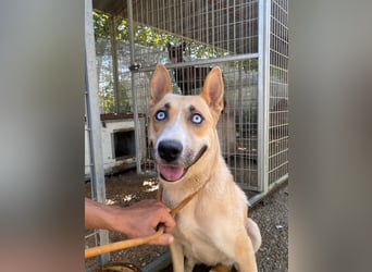 Csillag möchte einen Ruheplatz