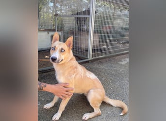 Csillag möchte einen Ruheplatz