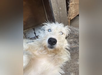 Harmat, toller Kerl sucht dich