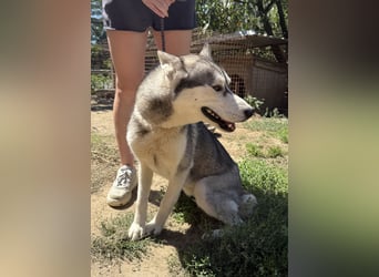 Montana, Traumhund für Huskyfans
