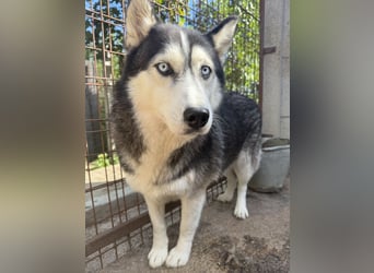 Hajnalka unsere Husky-Dame