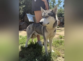 Montana - diese Schönheit sucht ein Zuhause