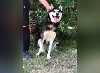Meira der Husky-Hit