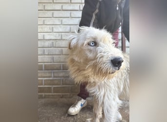 Harmat, sensibler Kerl sucht dich