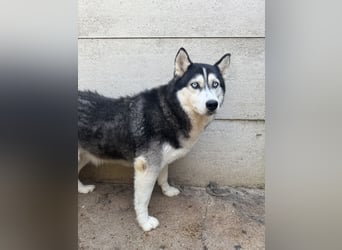 Hajnalka unsere Husky-Dame