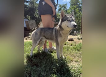Montana, Traumhund für Huskyfans