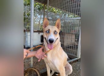 Csillag möchte einen Ruheplatz