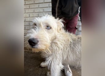 Harmat  hat so viel Liebe zu geben