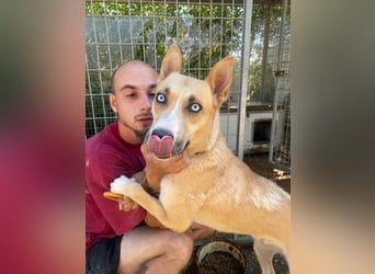 Csillag möchte einen Ruheplatz