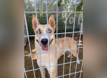 Csillag möchte einen Ruheplatz