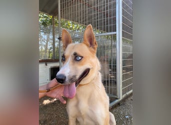 Csillag möchte einen Ruheplatz