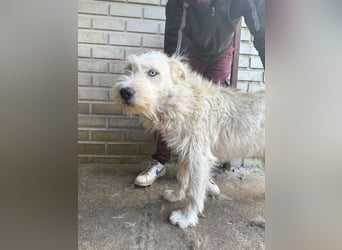 Harmat, sensibler Kerl sucht dich