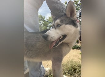 Montana, Traumhund für Huskyfans