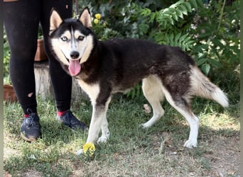 Meira der Husky-Hit
