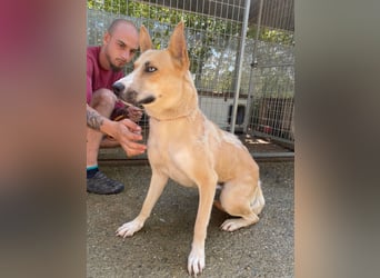 Csillag möchte einen Ruheplatz