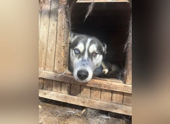 Hanna sucht ein Herz, das sie liebt