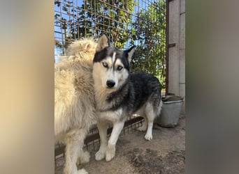 Hajnalka unsere Husky-Dame