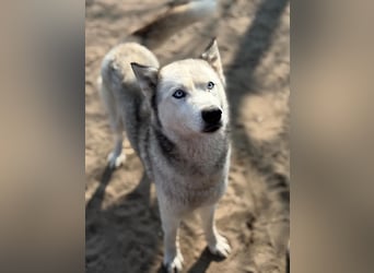 Achtung, verlieben erlaubt: Zelinde!